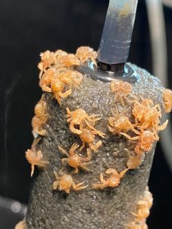 Клик увеличить фото n2433920247938122n.jpg